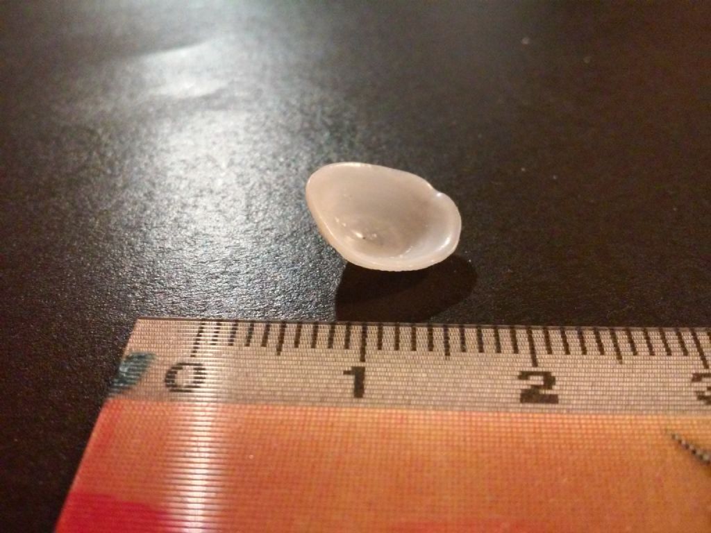 acmaea virginea rovinata?